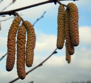 Als de temperatuur toeneemt schuiven al snel de katjes van de hazelaar open. Gele wolken stuifmeel vliegen bij een windvlaag weg